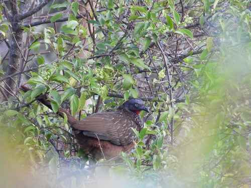 Band-tailed Guan (Penelope argyrotis), photo 8