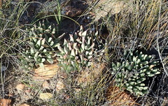 Machairophyllum albidum