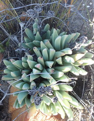 Machairophyllum albidum