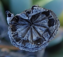 Machairophyllum albidum