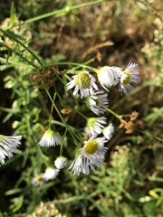 Erigeron annuus