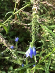 Echium vulgare