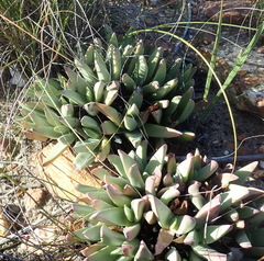 Machairophyllum albidum