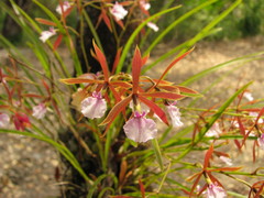 Encyclia bractescens