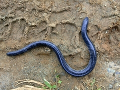 Dermophis mexicanus