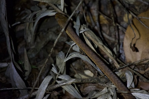 Brown Tree Snake sighting
