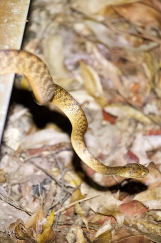 Brown Tree Snake sighting