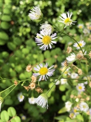 Erigeron annuus
