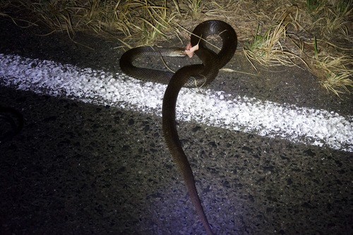 Eastern Brown Snake sighting