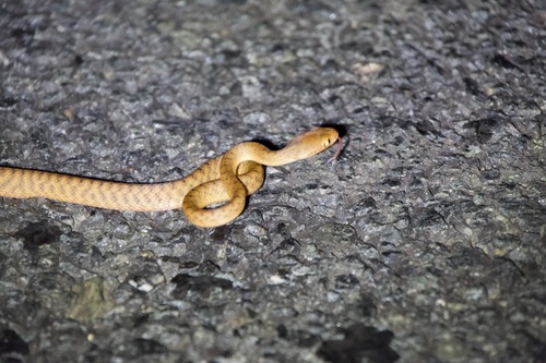 Brown Tree Snake sighting