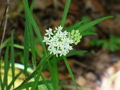 Asclepias angustifolia