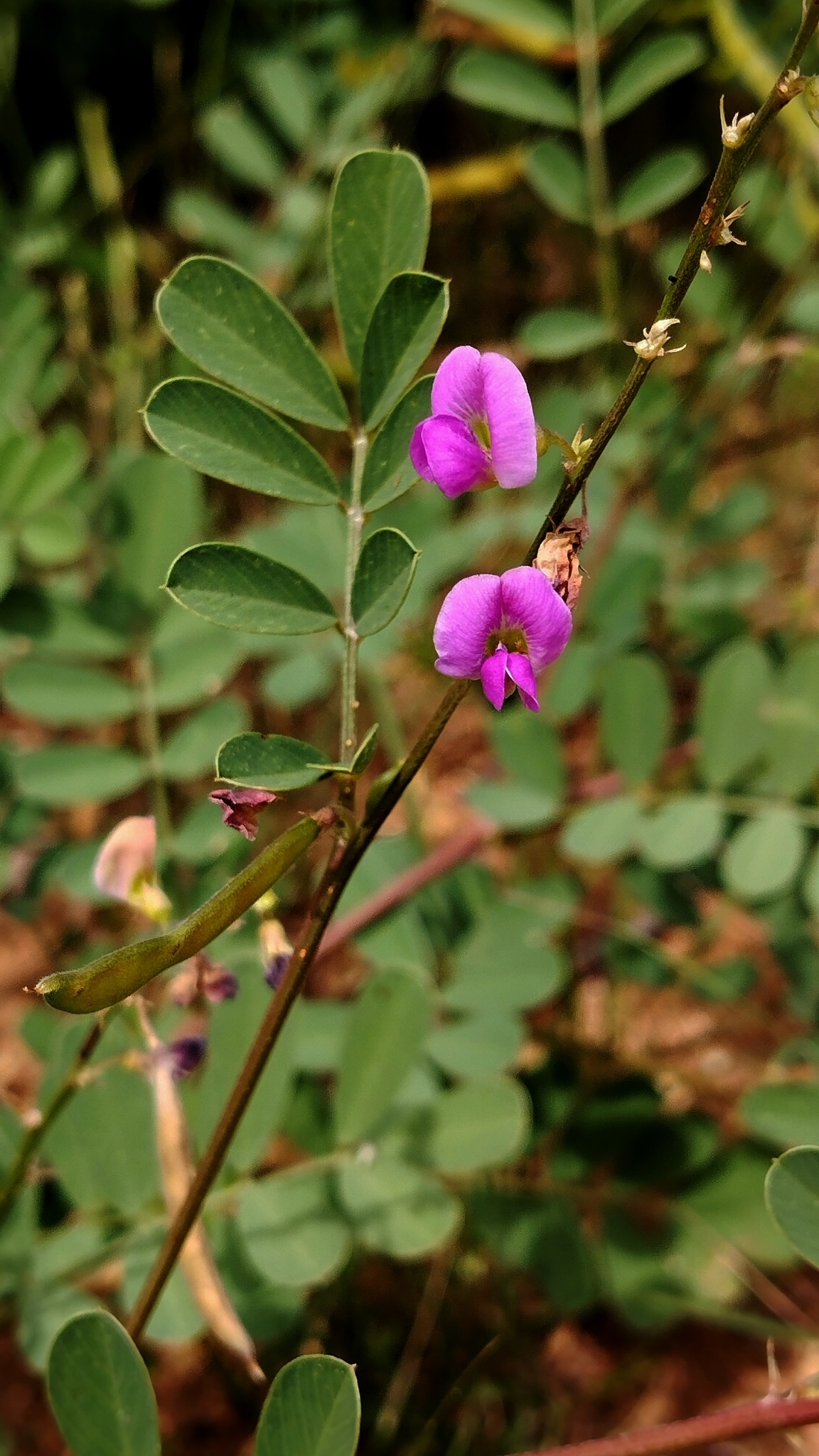Tephrosia purpurea