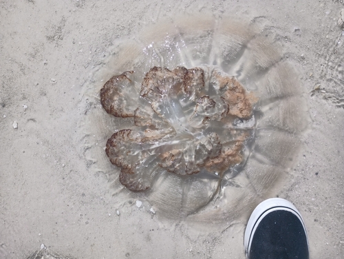 Mushroom Jelly (Rhopilema verrilli), a species recorded in Alabama