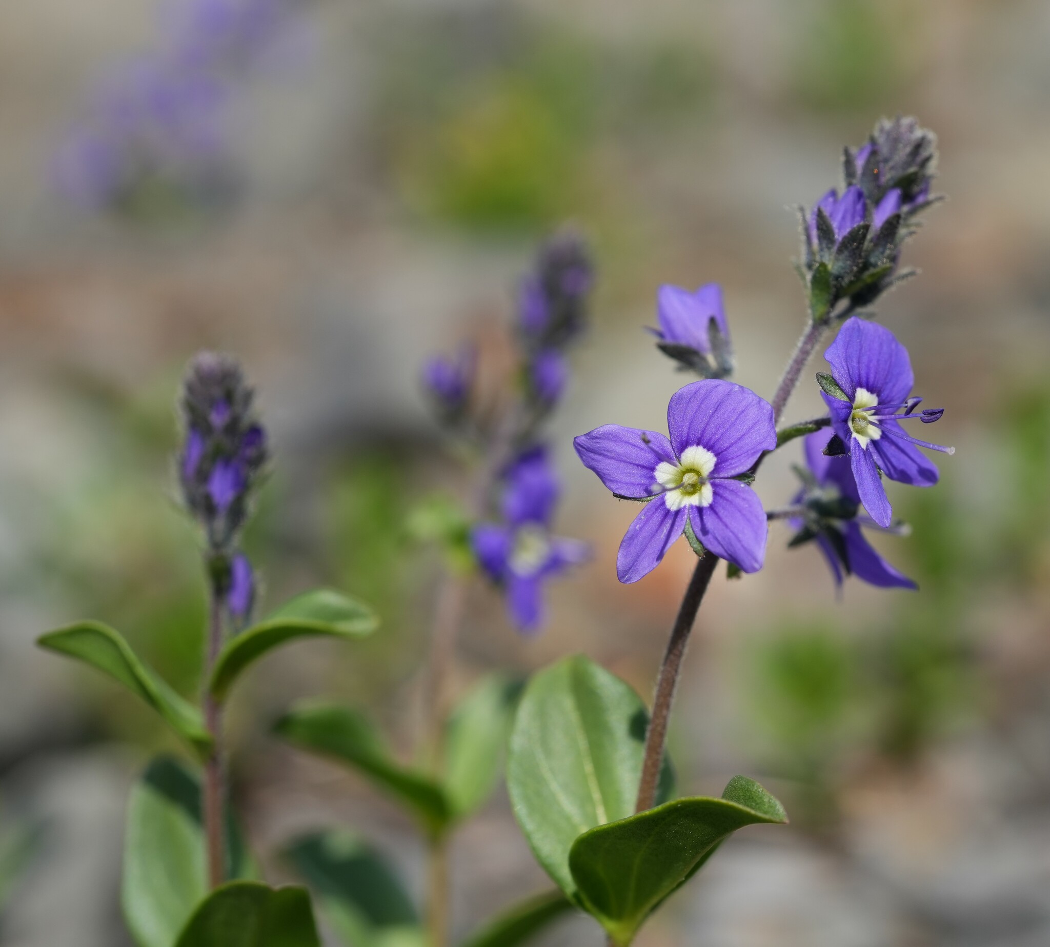 Veronica cusickii