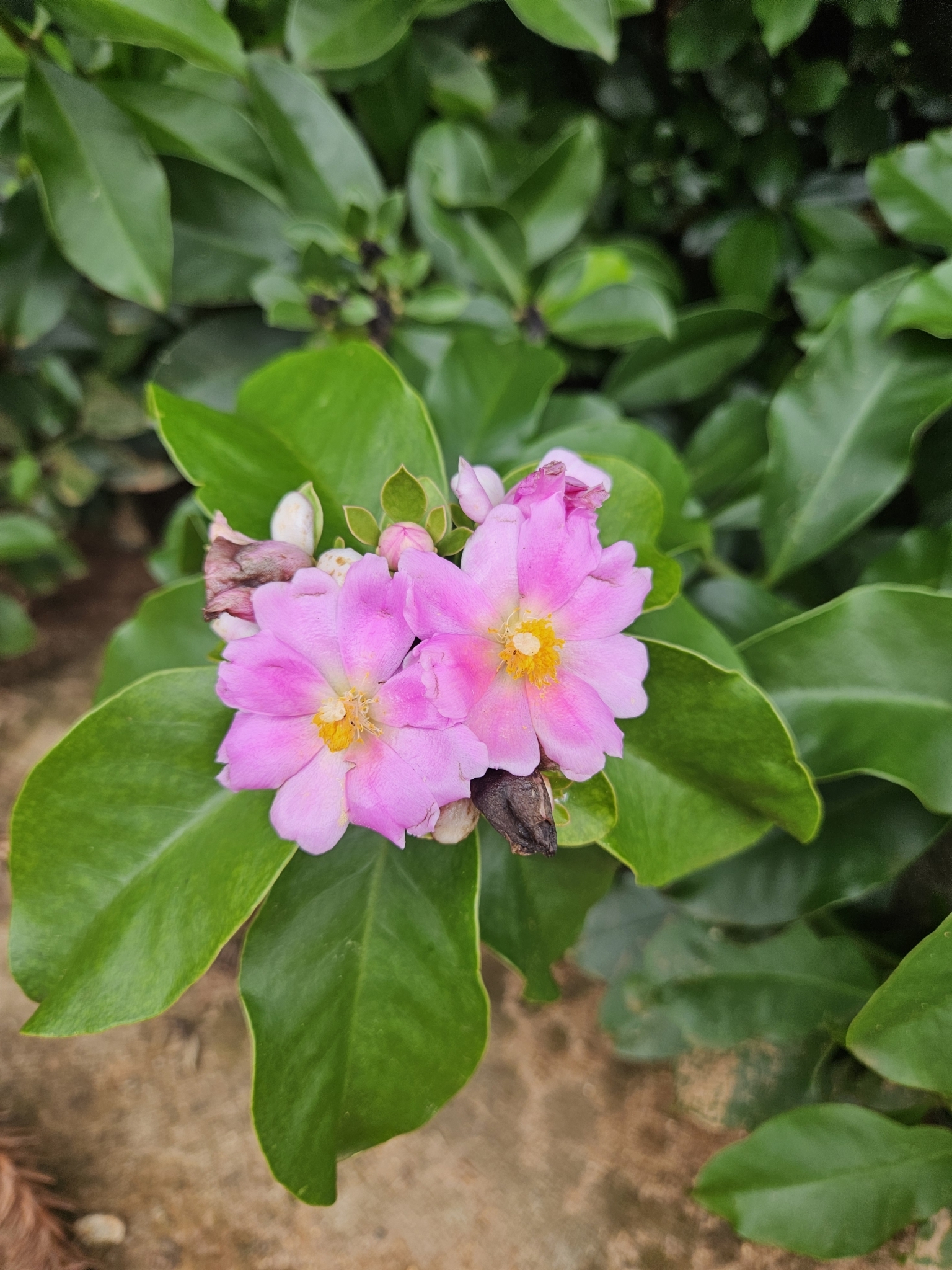 Imagem de Rosa-do-deserto