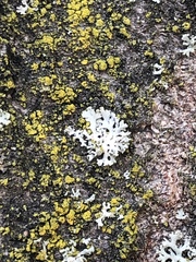 Physcia adscendens