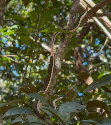 Mexican Parrot Snake