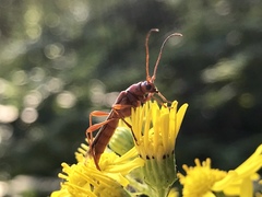 Necydalis laevicollis