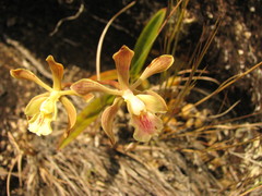 Encyclia belizensis