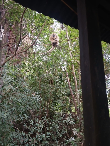 Black-and-gold Howler Monkey