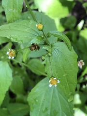 Galinsoga quadriradiata