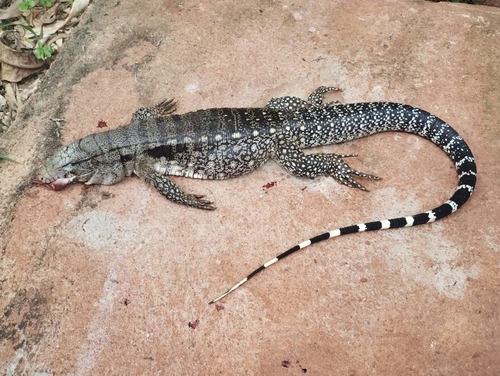 Argentine Black-and-white Tegu