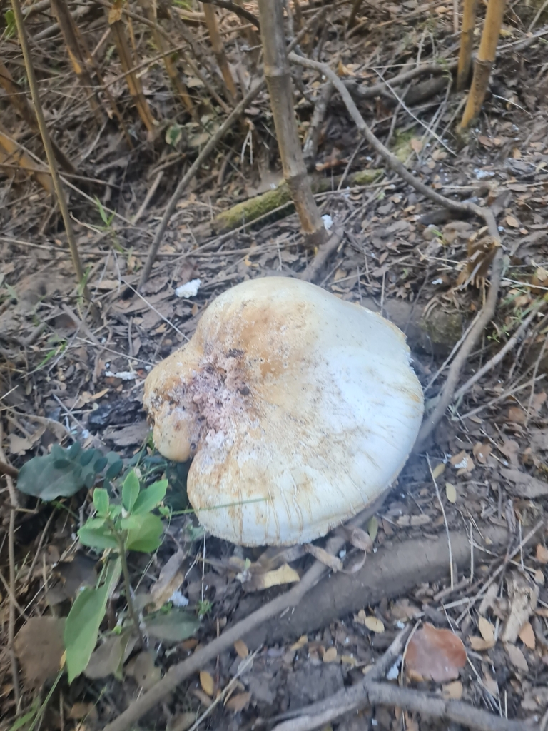 Laetiporus portentosus · February 2025 · photo: © cami-birdie (iNaturalist, cc0)