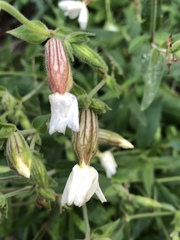 Silene latifolia