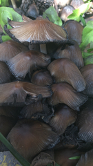 Coprinellus micaceus