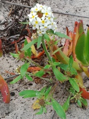 Manulea corymbosa