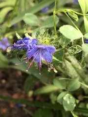 Echium vulgare
