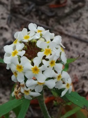 Manulea corymbosa