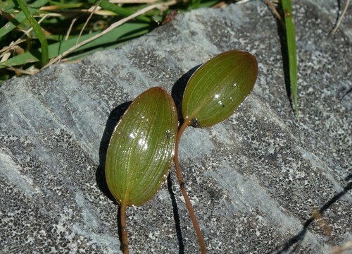 Image of Potamogeton cheesemanii by (c) John Barkla, some rights reserved (CC BY)