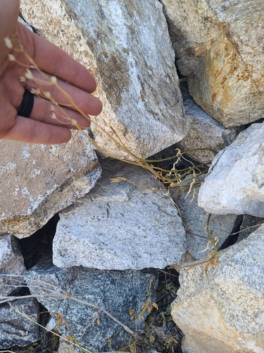 Teucrium glandulosum, photograph 4