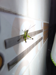 Orthoptera