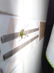 Orthoptera
