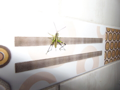 Orthoptera