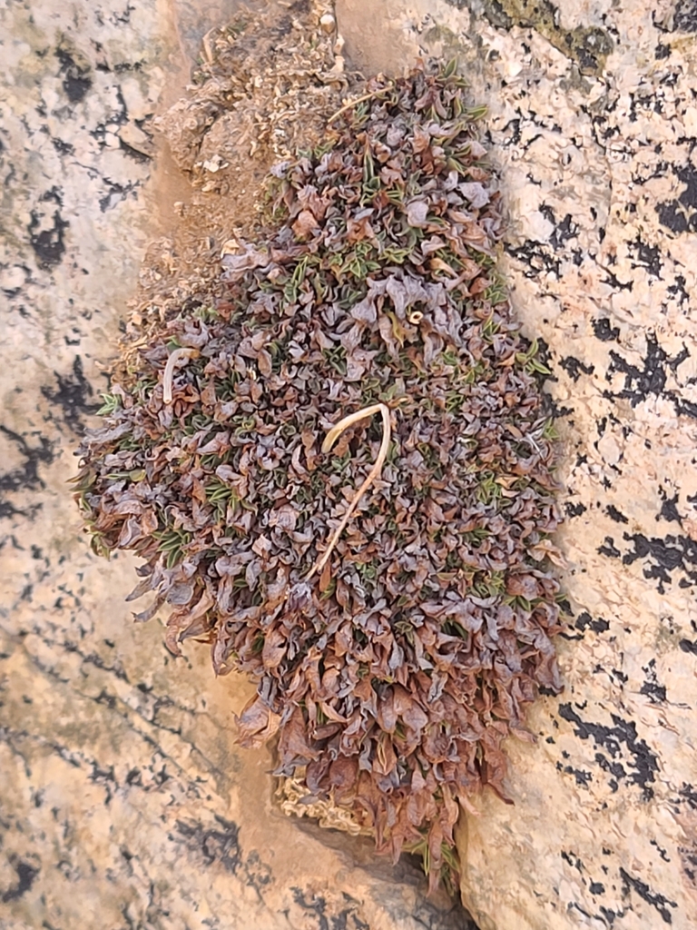 Graptopetalum rusbyi, Arizona, US