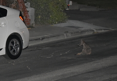 Canis latrans