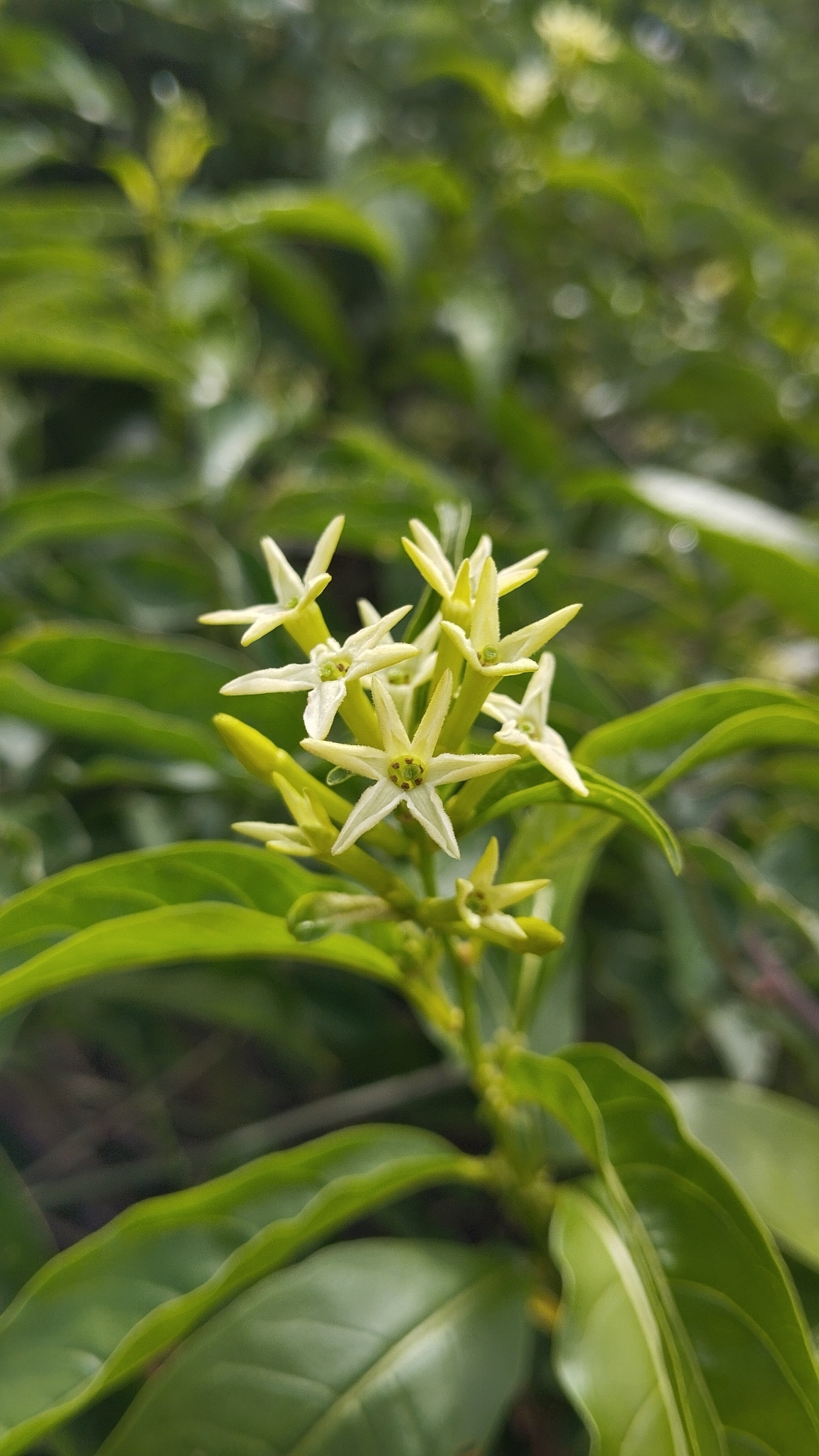Imagem de Jasmim-do-pará
