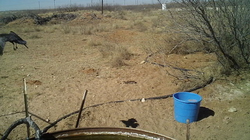 Chihuahuan Raven (Corvus cryptoleucus), photo 5