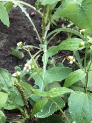 Galinsoga quadriradiata
