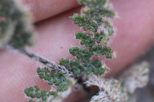 Image of Myriopteris yavapensis by no rights reserved