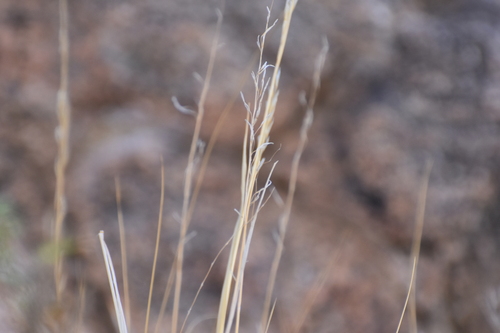 Image of Pappostipa speciosa by no rights reserved