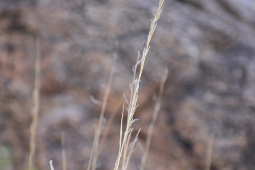 Image of Pappostipa speciosa by no rights reserved