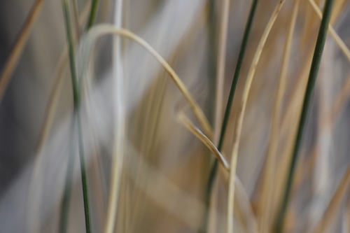 Image of Pappostipa speciosa by no rights reserved
