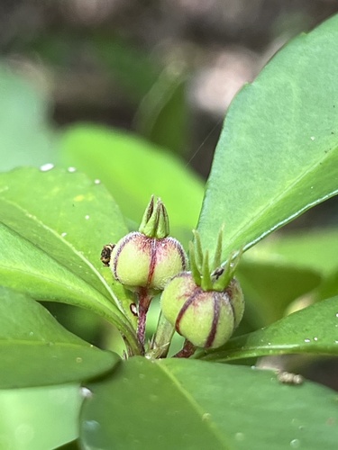 Cleidion verticillatum observed 2025-03-02