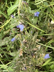 Echium vulgare