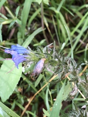 Echium vulgare
