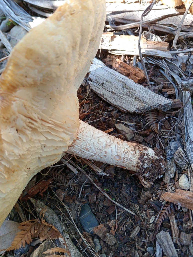 Neolentinus lepideus · March 2025 · photo: © kiwialli (iNaturalist, cc-by)